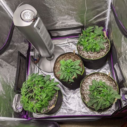 Auto Skywalker growlog photo: LST spread almost achieved for the girls. About to let them go vertical from here on out. SPK is about done with her training, the others have a few more days.