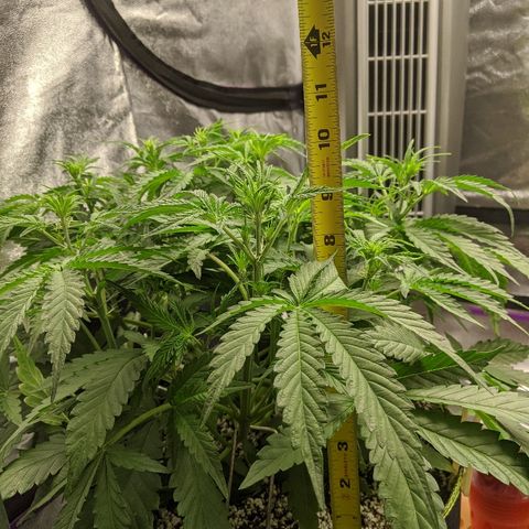 Sour Patch Kids - Mephisto growlog timeline photo
