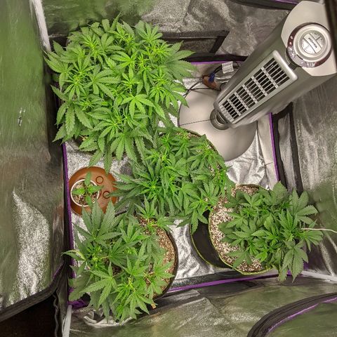 Auto Skywalker growlog timeline photo
