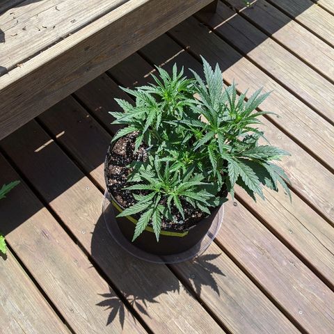 Windu - Mephisto growlog photo: Day 1 outdoors for windu