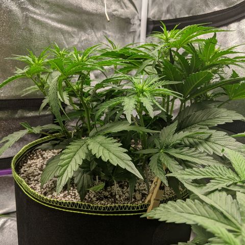 Auto Skywalker growlog timeline photo