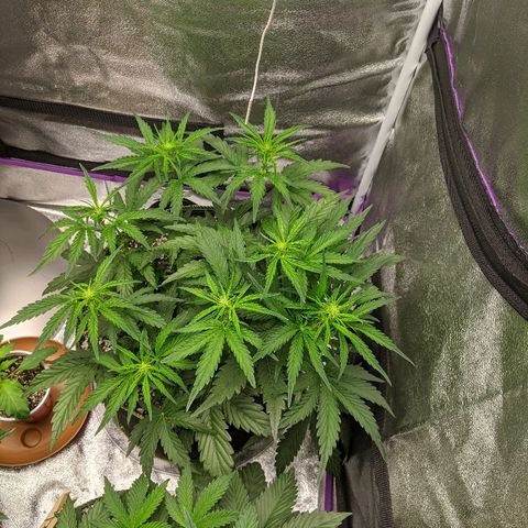 Auto Skywalker growlog timeline photo