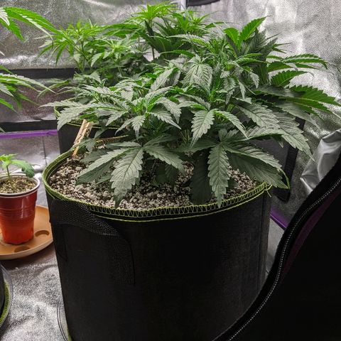 Forum Stomper growlog timeline photo