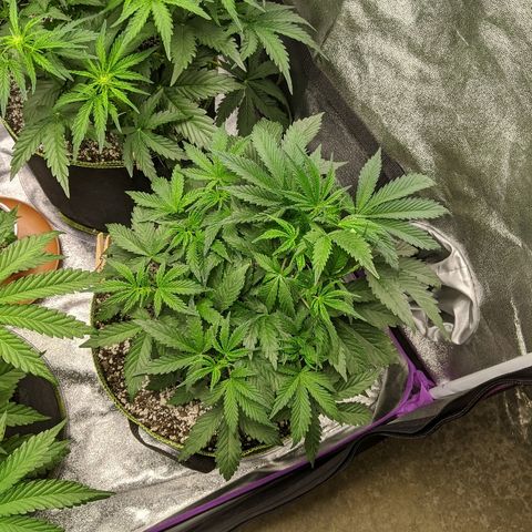 Forum Stomper growlog timeline photo