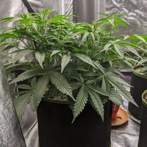Sour Patch Kids - Mephisto growlog timeline photo