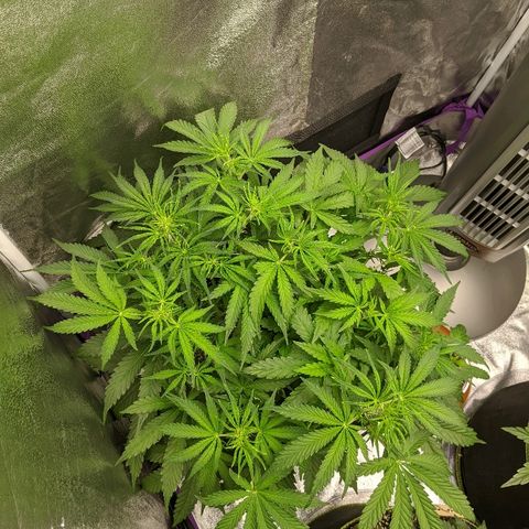 Sour Patch Kids - Mephisto growlog timeline photo