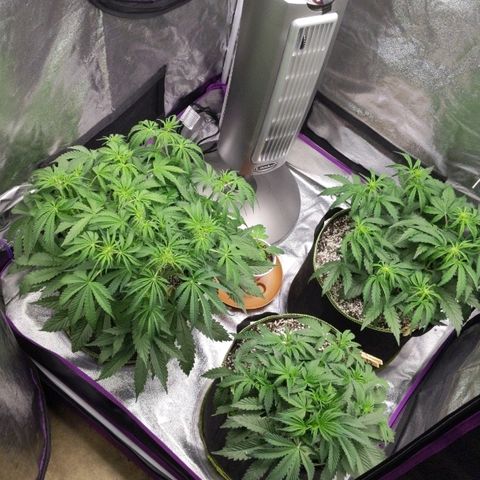Auto Skywalker growlog timeline photo