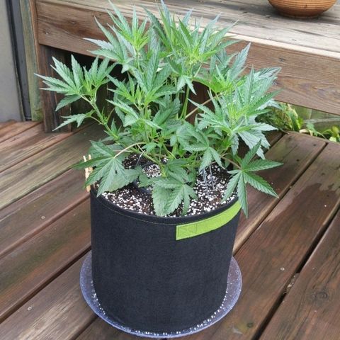 Windu - Mephisto growlog timeline photo