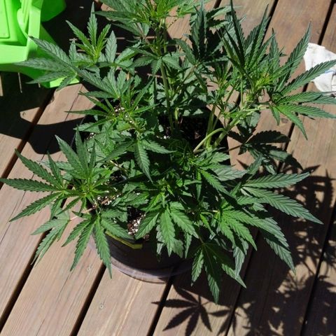 Windu - Mephisto growlog timeline photo