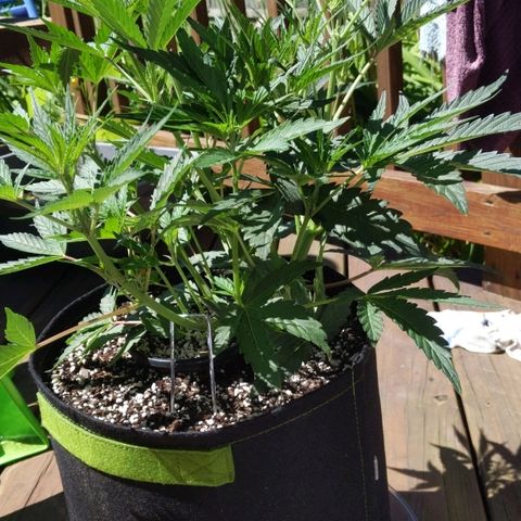 Windu - Mephisto growlog timeline photo