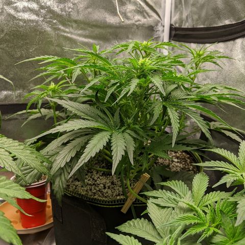 Auto Skywalker growlog timeline photo