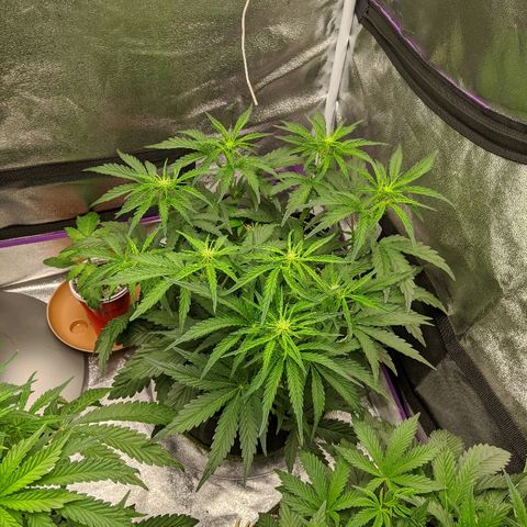 Auto Skywalker growlog timeline photo