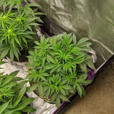 Forum Stomper growlog timeline photo