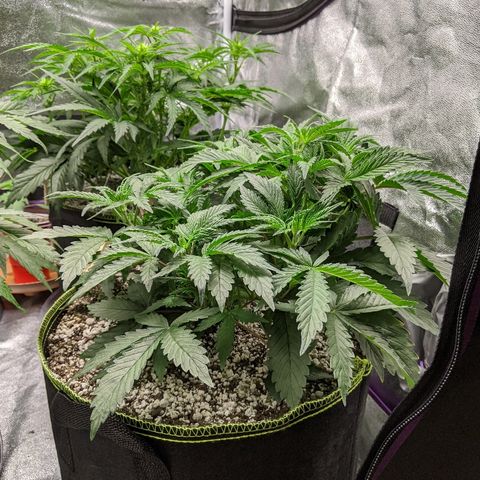Forum Stomper growlog timeline photo