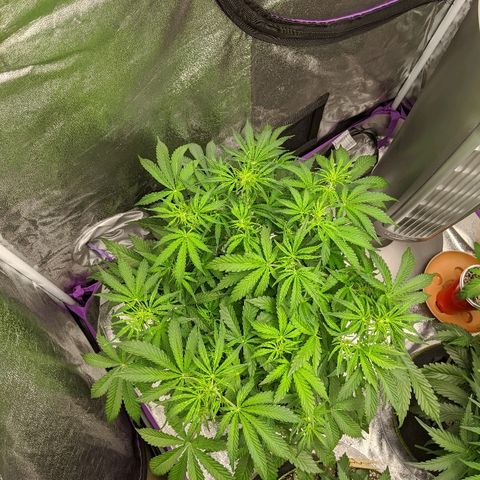 Sour Patch Kids - Mephisto growlog timeline photo