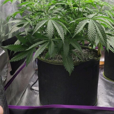Sour Patch Kids - Mephisto growlog timeline photo