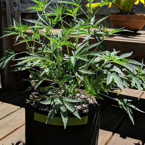 Windu - Mephisto growlog timeline photo