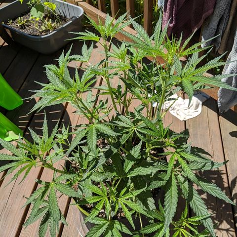 Windu - Mephisto growlog timeline photo