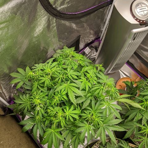Sour Patch Kids - Mephisto growlog timeline photo