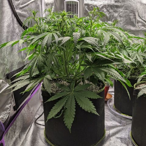 Sour Patch Kids - Mephisto growlog timeline photo