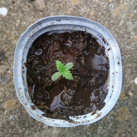 Génétique inconnue growlog photo: Ça pousse ! 