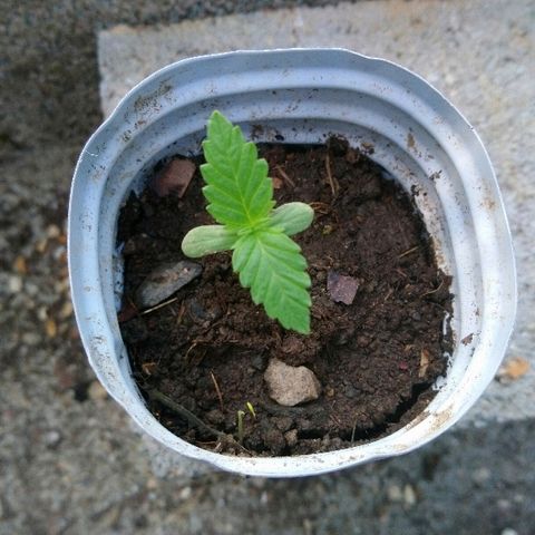 Génétique inconnue growlog photo: Ça pousse... À l'abri... 