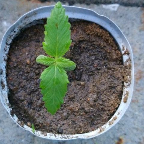 Génétique inconnue growlog photo: Rajout de terre pour solidifier la tige. 