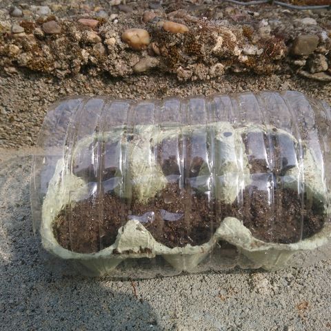 Génétique inconnue growlog photo: La croissance continue..
Votre à oeuf et 6 nouvelles graines 