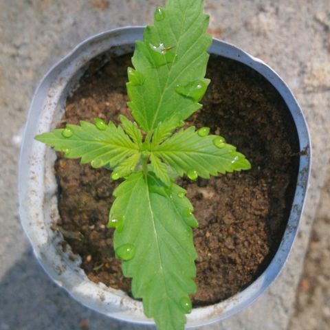 Génétique inconnue growlog photo: La croissance continue..
Votre à oeuf et 6 nouvelles graines 