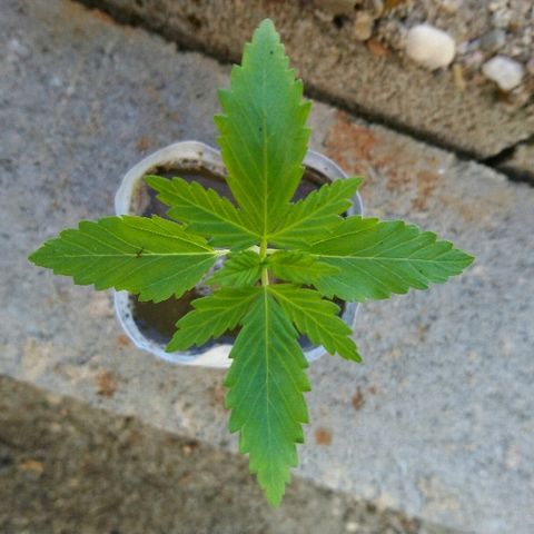 Génétique inconnue growlog photo: Woww. Elle s'expose.. 