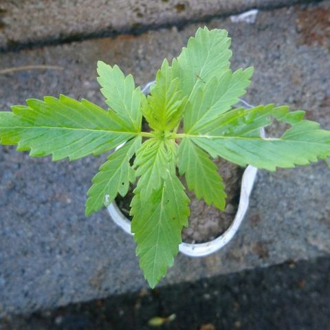 Génétique inconnue growlog photo: Première attaque d'escargot !!! 