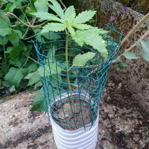 Génétique inconnue growlog photo: Mise à l'air... Protection pour lapin...
Ce soir rempotage.... 