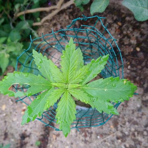 Génétique inconnue growlog photo: Mise à l'air... Protection pour lapin...
Ce soir rempotage.... 