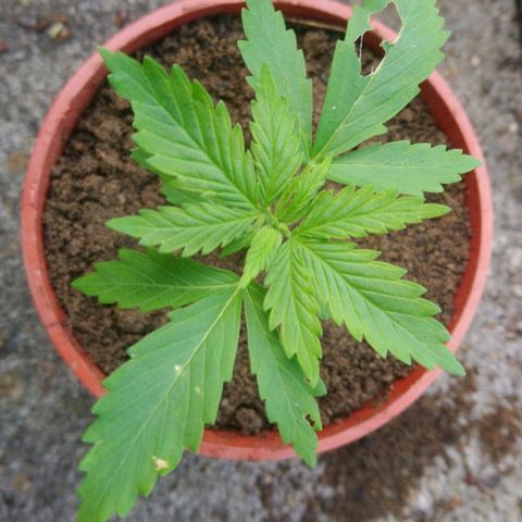 Génétique inconnue growlog photo: Rempotage.... 