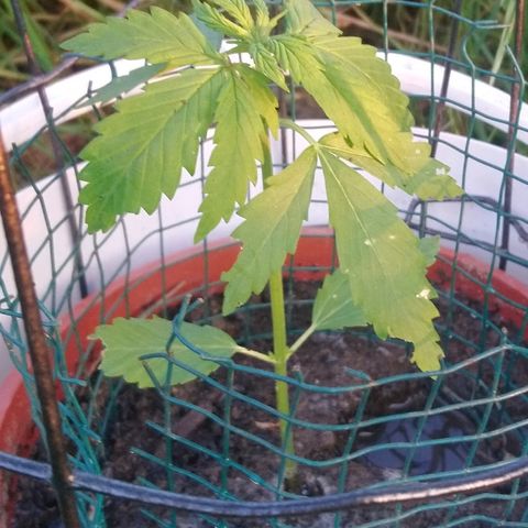 Génétique inconnue growlog photo: Mise en plein pré et engrais. 