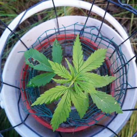 Génétique inconnue growlog photo: Une journée de soleil en pleine nature... 