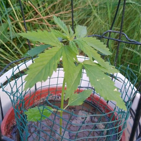 Génétique inconnue growlog photo: Une journée de soleil en pleine nature... 