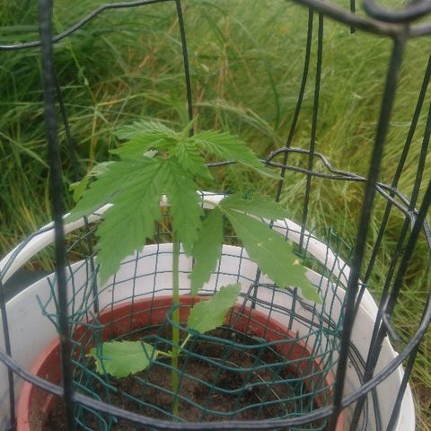 Génétique inconnue growlog photo: Chapeau mini serré improvisé pour passer l'orage 