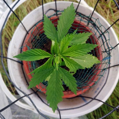 Génétique inconnue growlog photo: Petit contrôle... Et traitement bouillie bordelaise... 