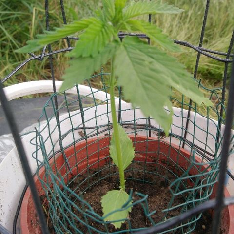 Génétique inconnue growlog photo: Petit contrôle... Et traitement bouillie bordelaise... 
