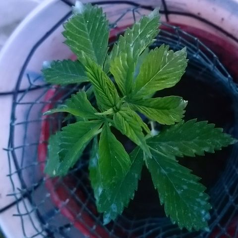 Génétique inconnue growlog photo: De belles couleurs...avec la bouillie bordelaise. 