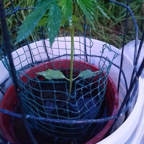 Génétique inconnue growlog photo: De belles couleurs...avec la bouillie bordelaise. 
