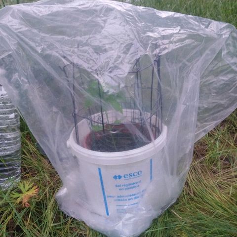 Génétique inconnue growlog photo: On protège des matinées fraîches entre 5 et  6 degrés... 