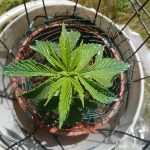 Génétique inconnue growlog photo: Belle couverte verte anodisée bleue !! Bouillie bordelaise... 