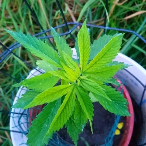 Génétique inconnue growlog photo: Les belles chaleurs, le grand soleil, le tout donne de belles couleurs. 