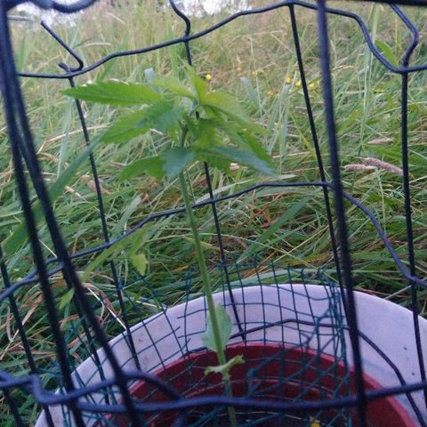 Génétique inconnue growlog photo: Les belles chaleurs, le grand soleil, le tout donne de belles couleurs. 