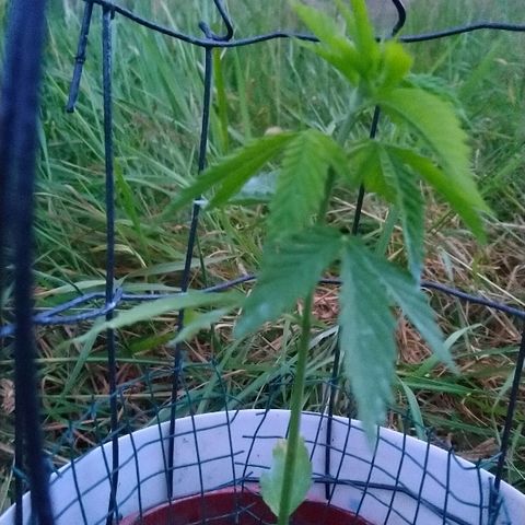 Génétique inconnue growlog photo: Arrosage.  Plein pré... 