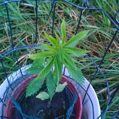 Génétique inconnue growlog photo: Arrosage.  Plein pré... 
