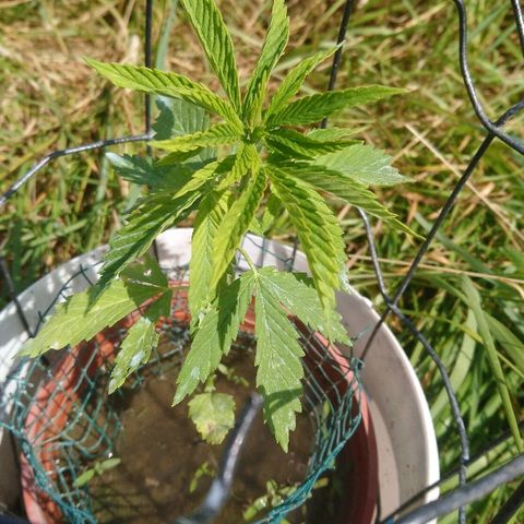 Génétique inconnue growlog timeline photo