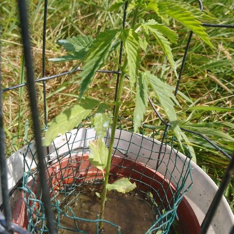 Génétique inconnue growlog timeline photo